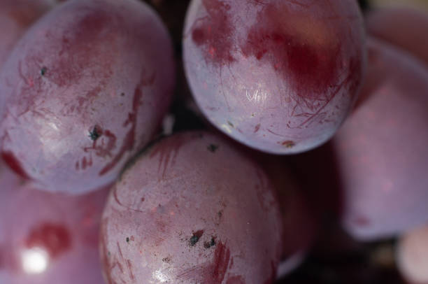 Red grapes growing in a vineyard close up, macro photography