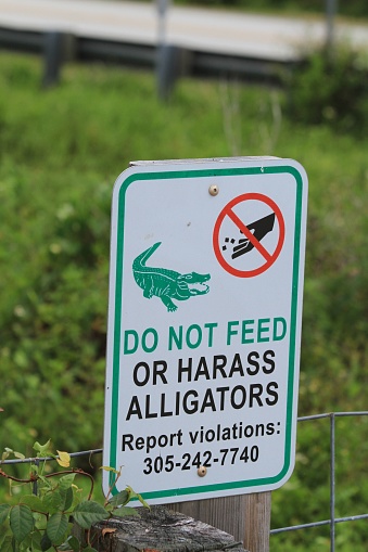 A vertical shot of a signboard with inscriptions on it: Do not feed or harass alligators