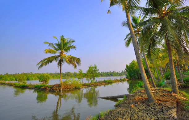 istock Coconut trees amidst backwaters in Kochi, Kerala. 1450975885