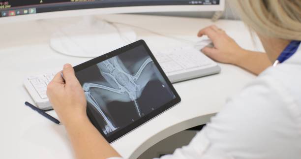 un veterinario tiene in mano un ipad con una radiografia di un cane seduto a un tavolo bianco nell'ufficio di una clinica veterinaria. una veterinaria esamina i risultati dell'esame di un paziente. - vet x ray veterinary medicine x ray image foto e immagini stock