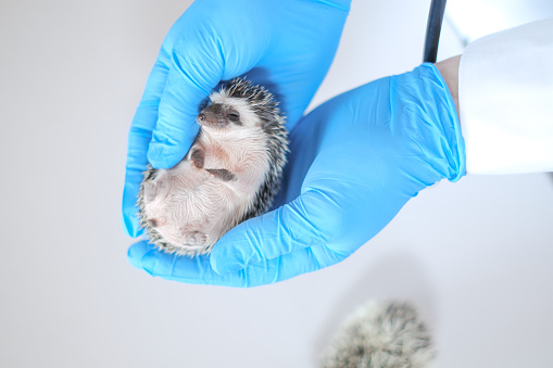 prickly pets and veterinarian.hedgehog in the hands of a veterinarian.Medicine for animals.Examining Baby hedgehog with a veterinarian.African pygmy hedgehog in the hand of a doctor with a stethoscope.