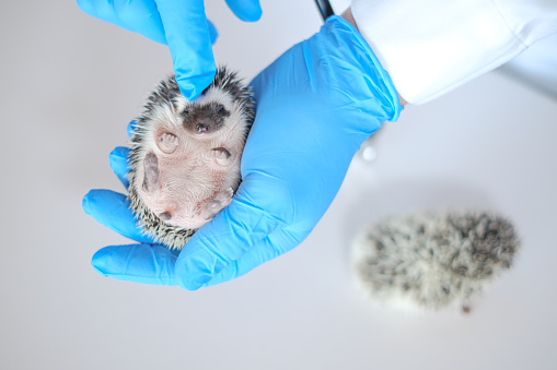 Examining Baby hedgehog with a veterinarian.African pygmy hedgehog in the hand of a doctor.hedgehog in the hands of a veterinarian close-up. prickly pets and veterinarian