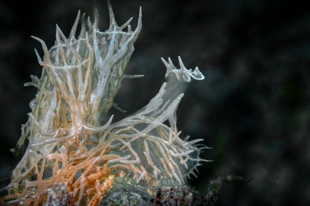 istock Ghost nudibranch lookout 1450982443