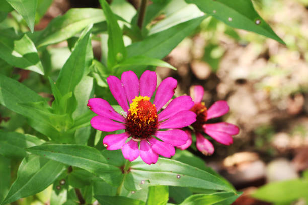 istock Beautifull Wild Flower 1450983182