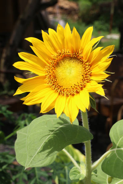 istock Beautiful fresh sunflower 1450983265