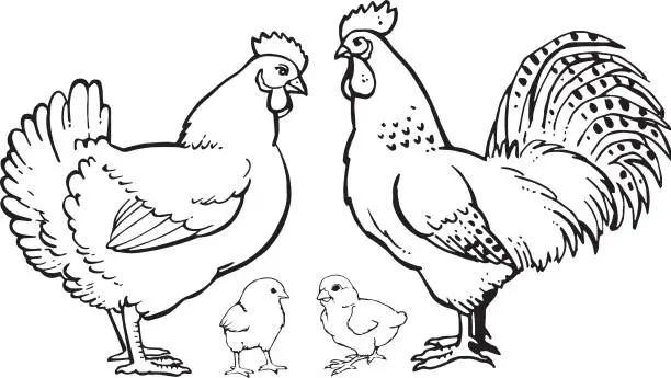 Vector illustration of Skech of poultry farm birds. Rooster cock with hen and chicks isolated on white background.