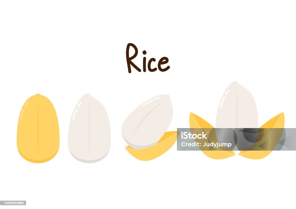 Korean Vector Rice Rice Vector On White Background Rice Seed Stock Illustration - Download ...