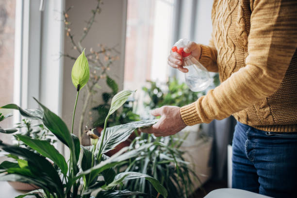 istock Senior man watering house plants 1450984063