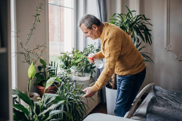 istock Senior man watering house plants 1450984072