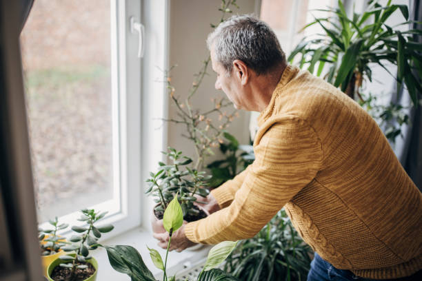 istock care of house plants 1450984825