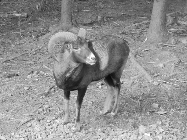 Retro image - Majestic hoofed mammal mouflon, adult male, with strong large curved horns, in a coniferous forest with several trees behind.