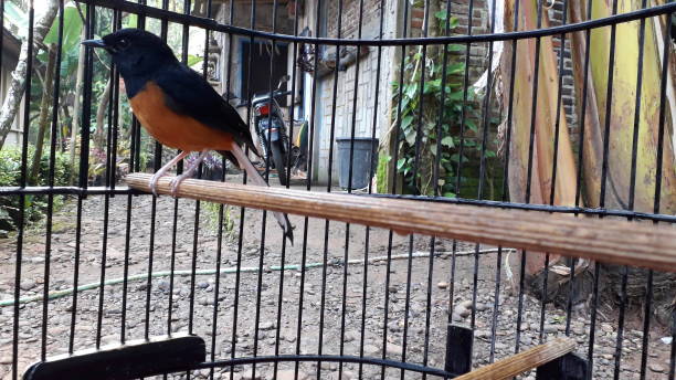 istock An orange black bird on the cage 1450992822