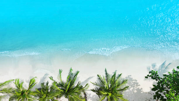 istock The Tropical  Summer palm trees beach and sandy beach and ocean with waves background 1450995317