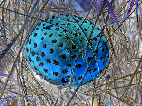 Negative image - Round bright red fly amanita mushroom growing in dry grass | Dangerous poisonous mushroom with white dots on autumn meadow, detail scene.