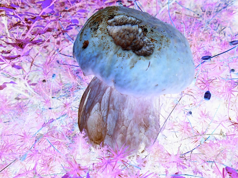 Negative image - Delicious bolete among moss and green vegetation | Boletus edulis mushroom close-up scene