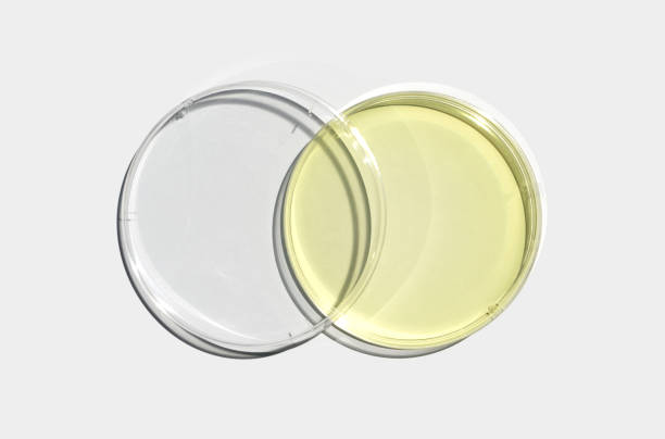 istock Poly Aluminium chloride liquid in Petri dish with plastic lid on white laboratory table. Chemical ingredient for Cosmetics and Toiletries product. Top View 1450998806
