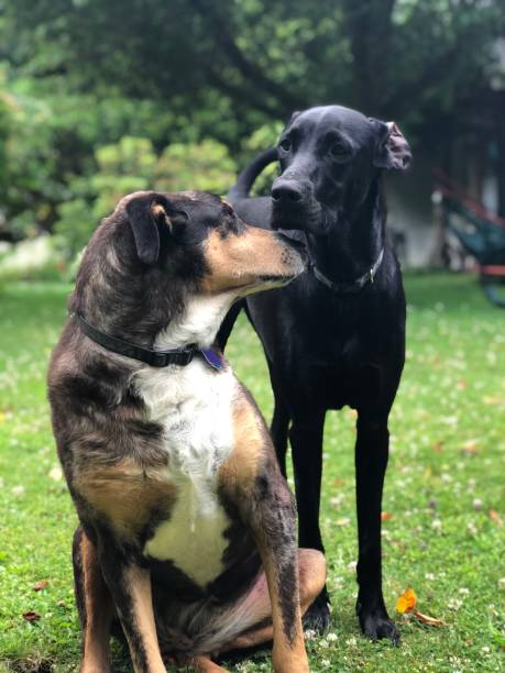 istock Canine companions 1450999907