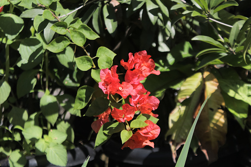 Photo of the bougainvillea veranera plant