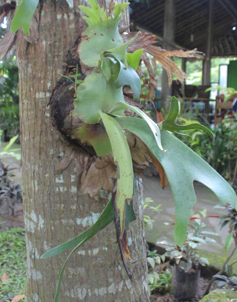 istock Hanging ornamental plant Elkhorn fern 1451005381