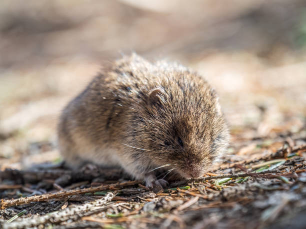 istock A closeup of a Common vole, Microtus arvalis, on the ground with a blurry background 1451006756