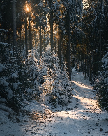 A beautiful winter morning in Taunus Germany, narrow path surrounded by snow-covered pine trees in forest.