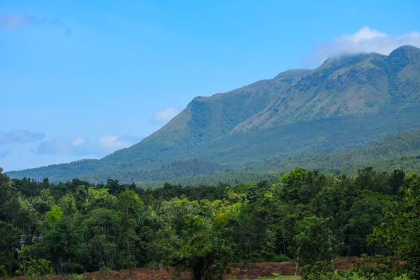 istock Blue sky over the the dense green forest with a mountain on the background 1451008622