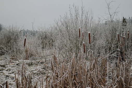 Frozen swamp on overcast winter day