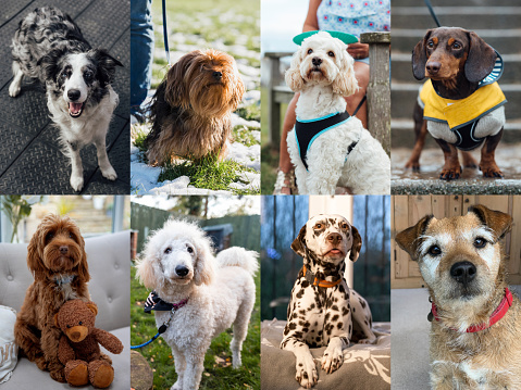 Multiple images of different breeds of dogs in a collage. Some are indoors and some are outdoors, all in the North East of England.