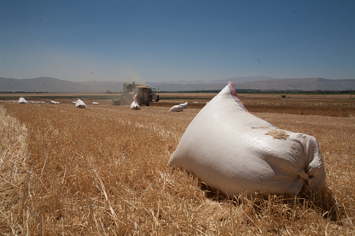 Harvesting of wheat in Lebanon.