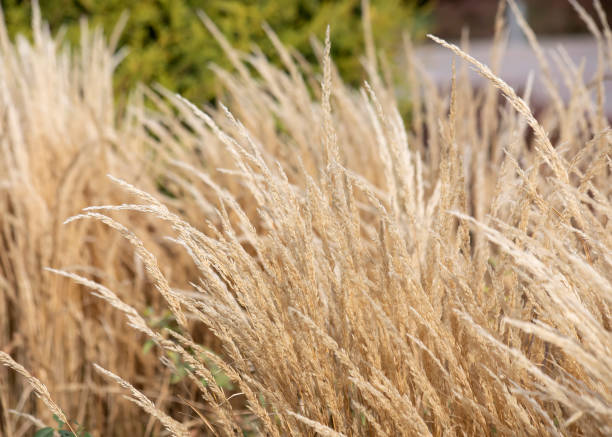 istock background texture of reed grass waving under the wind 1451022649