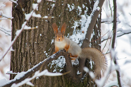 Squirrel in winter sits on a tree branch.