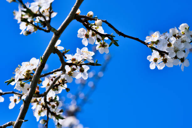 istock Branch with cherry blossom on fruit tree in garden. Blossom in spring. With bokeh. 1451024815