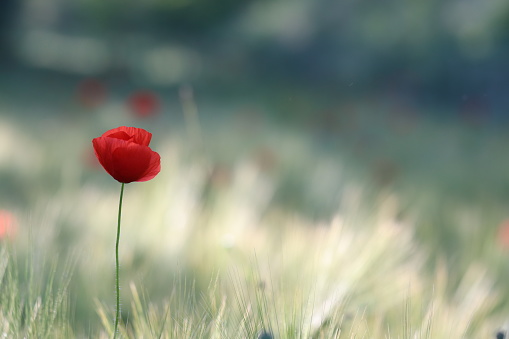 A Red poppy flower in spring at sunset