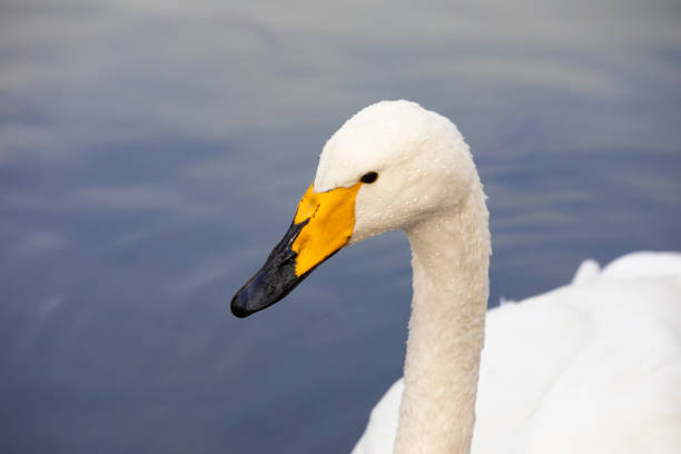 swan on the lake - whooper swan imagens e fotografias de stock