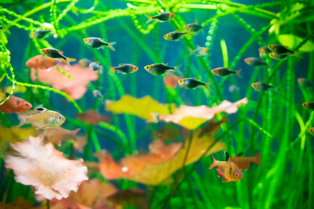 istock freshwater aquarium with fishes 1451032071