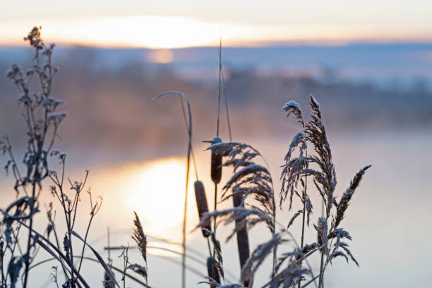 istock Broadleaf cattail in sunrise on beautiful winter morning sunrise. 1451032665