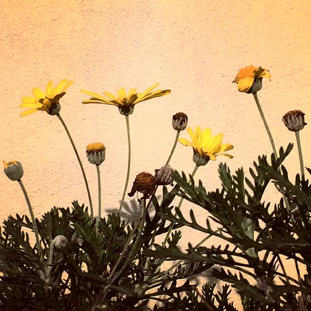 Yellow daisies