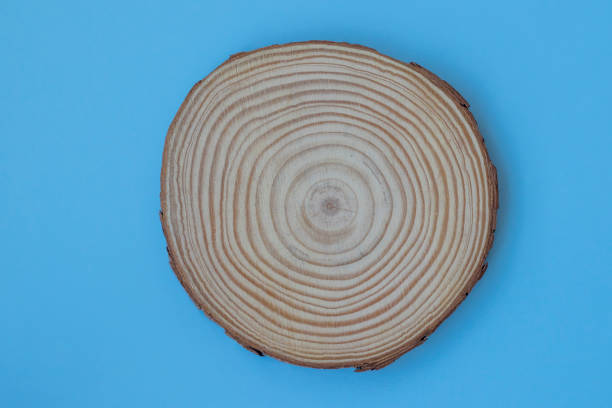 istock Tree Trunk Slice with Annual Rings on Blue Background, Copy Space. Directly Above View. 1451035131