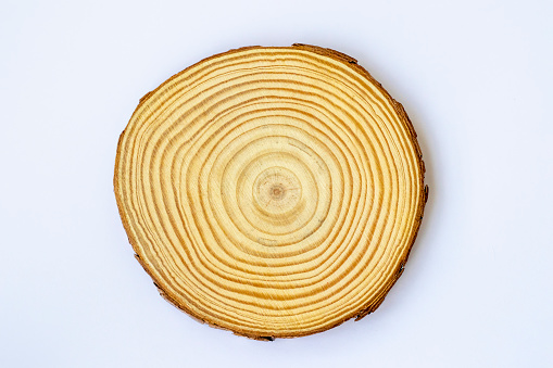 Fresh cut of a young tree. A piece of tree trunk or branch cut from the forest. Textured surface with rings. Neutral brown hardwood forest background on a white background