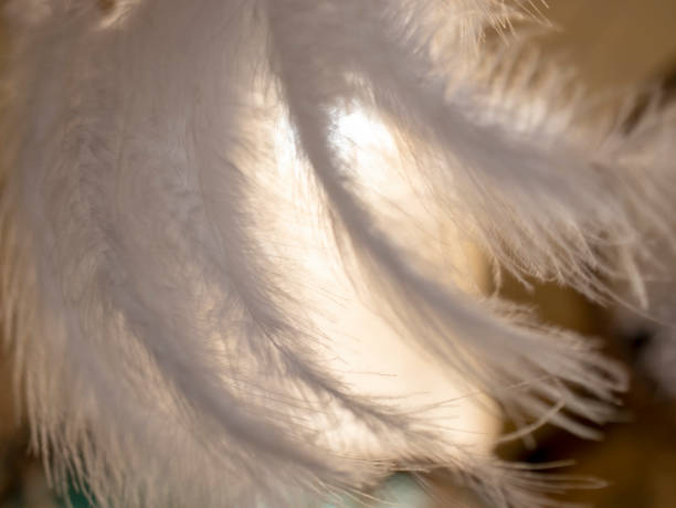 istock feather close-up, with sunlight in the background. 1451035268