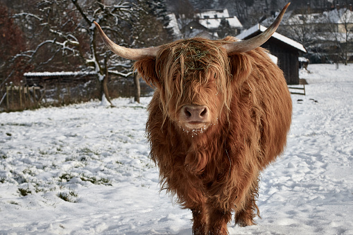 Male horned Highland cow standing in snow on the beef cattle farm and looking at camera.