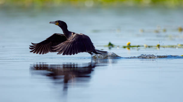 ルーマニアのドナウ川デルタのオオワウ - great black cormorant ストックフォトと画像