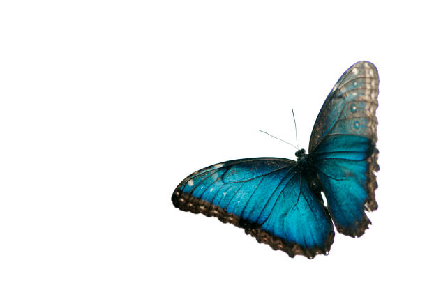 Blue morpho butterfly stock photo