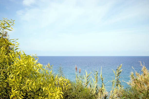 yellow flowering foliage against the sea view