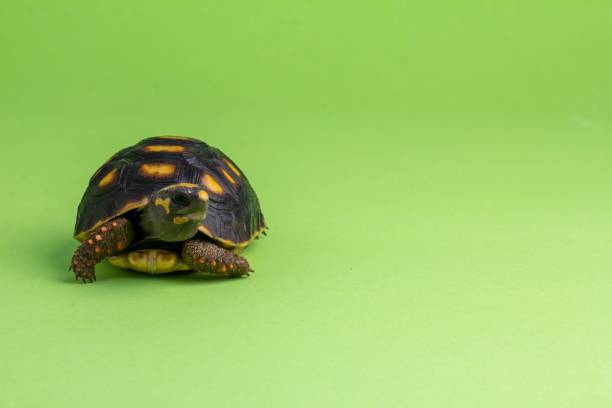 istock Red-footed tortoise isolated on a green background with text space 1451040107