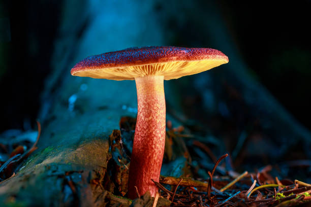 istock Sideview of a Tricholomopsis rutilans mushroom. A striking and easily recognized fungus, Plums and Custard takes its common name from its plum-red scaled cap and crowded custard yellow gills 1451040128