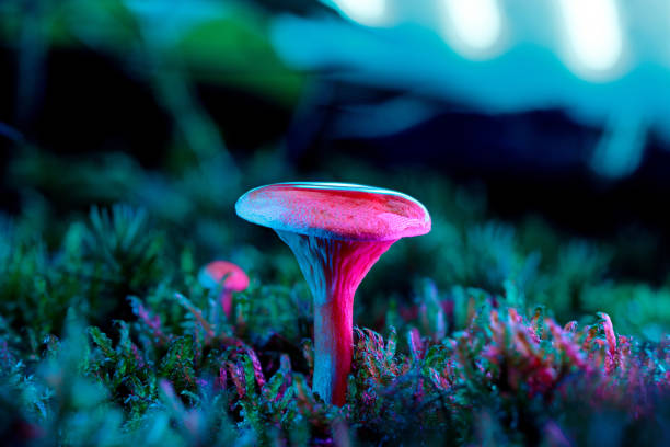 hygrophoropsis aurantiaca, comúnmente conocida como el falso rebozuelo. este hongo de aspecto mágico se encuentra en la flor del bosque iluminada por luces de neón, luces verdes rosas y azules - spot lit fotografías e imágenes de stock