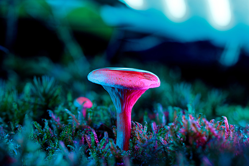 Hygrophoropsis aurantiaca, commonly known as the false chanterelle. This magical looking mushroom stands on the forrest flor lit by neon lights, pink and blue green lights