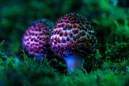 Dragon egg mushrooms had distinctive patters on their heads that many considered to be beautiful