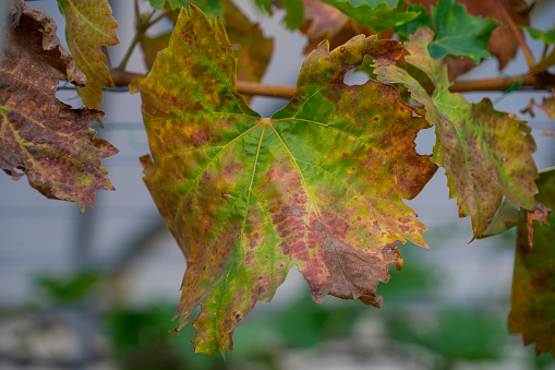 Textured discolored Dried grape leaves and branch in the garden
